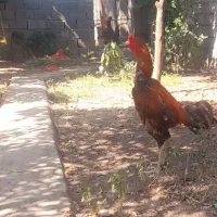 خروس،لاری تست کن ببر