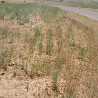 باغ و زمین|فروش زمین و ملک کلنگی|زنجانرود, |دیوار