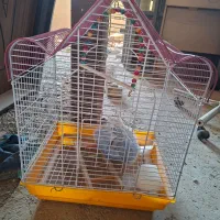 قفس عروس هلندی