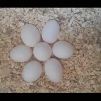 فروش دو عدد عروس هلندی|پرنده|بندرعباس, |دیوار