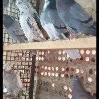 کفتر  پرشی درجه یک|پرنده|تهران, یاخجی آباد|دیوار