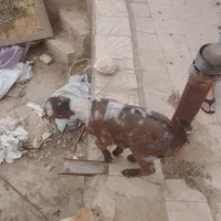 کوسفند|حیوانات مزرعه|یزد, |دیوار