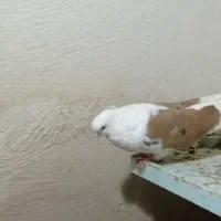 کبوتر|پرنده|بستان آباد, |دیوار