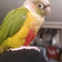 یک عدد گرینچیک گم شذه