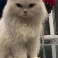 گربه بفروش میرسد