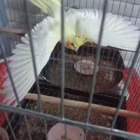 عروس لوتینو دستی|پرنده|نی‌ریز, |دیوار