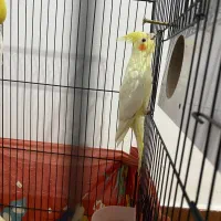 عروس هلندی نر