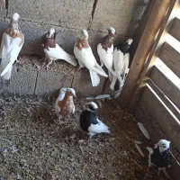 طوقی|پرنده|چهاربرج, |دیوار