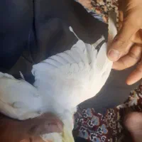 عروس هلندی نر|پرنده|بندر امام خمینی, |دیوار