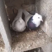 فروش ۳۰تاطوقی