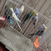 مرغ عشق هفت رنگ انگلیسی|پرنده|مشهد, هنرور|دیوار
