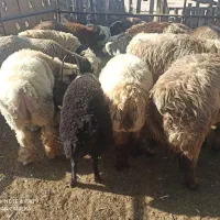 بره نر|حیوانات مزرعه|مرودشت, شهرک مهدیه|دیوار