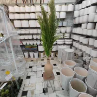 گل خشک پامپاس شفلرا پتوس دیفن آگلونما زاموفیلیا|گل و گیاه طبیعی|قم, ولیعصر|دیوار