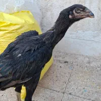مرغ لاری