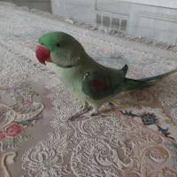 شاه طوطی نر|پرنده|کرج, گلستان|دیوار