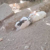 خرگوش