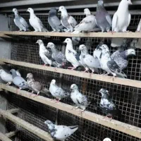 کفتر غریب شهرستان|پرنده|آمل, |دیوار