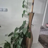 گیاه|گل و گیاه طبیعی|صدرا-فارس, فاز ۱|دیوار