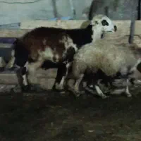قوچ میش