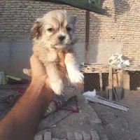 توله های اپارتمانی زیبا دوماهه