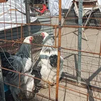 مرغ و خروس برهما