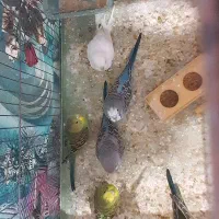 فروش مرغ عشق