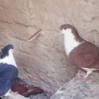 کفتر|پرنده|تربت‌حیدریه, ده پائین|دیوار