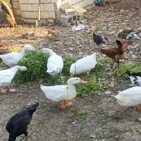 غاز