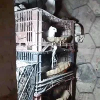 کبوتر بلژیکی ۳جفت کاملن سالم