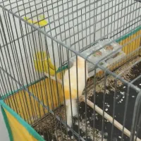 عروس هلندی و قناری