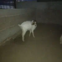 روستای سوردلو|حیوانات مزرعه|آباده, |دیوار