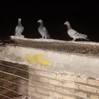 کفتر المانی