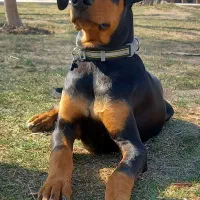 توله دوبرمن