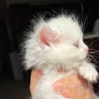 گربه‌ نر میکس پرشین-بریتیش ۲ ماه