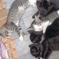 واگذاری گربه با۵تابچه گربه
