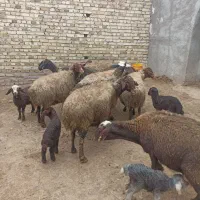 میش بره دار|حیوانات مزرعه|سجاس رود, |دیوار