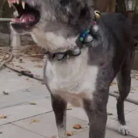 واگذاری سگ افغان 3ساله|سگ|مشهد, کوشک مهدی|دیوار