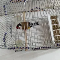 سهره جفت خور