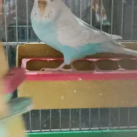 مرغ عشق انگلیسی عمده|پرنده|اسلام‌شهر, مطهری|دیوار