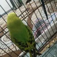 مرغ عشق