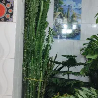 کاکتوس برگ دار|گل و گیاه طبیعی|گندمان, |دیوار