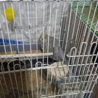 عروس هلندی|پرنده|بم, |دیوار