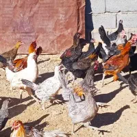 فروش ۵۰ عدد مرغ و خروس به صورت یکجا|حیوانات مزرعه|یزد, |دیوار