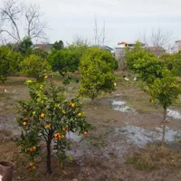 زمین ۱۰۰۰ متری دارای سند تک برگ روستای وسطی کلا|فروش زمین و ملک کلنگی|تهران, نیروی هوایی (پیروزی)|دیوار