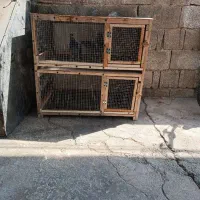 قفس جفتخون|لوازم جانبی حیوانات|چغادک, |دیوار