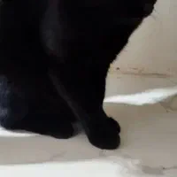 گربه ۹ ماهه