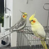 عروس هلندی مولد سخنگو