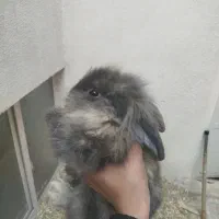 خرگوش|موش و خرگوش|زنجان, |دیوار