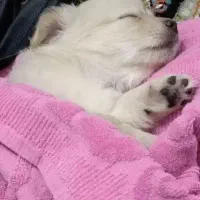 4ماهه|سگ|مشهد, نوده|دیوار