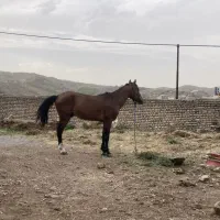اسب|اسب و تجهیزات اسب‌سواری|مشهد, وکیل‌آباد|دیوار